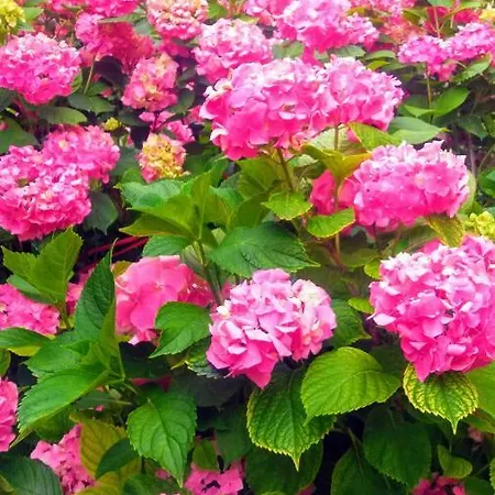 شقة Nana ياغودينا